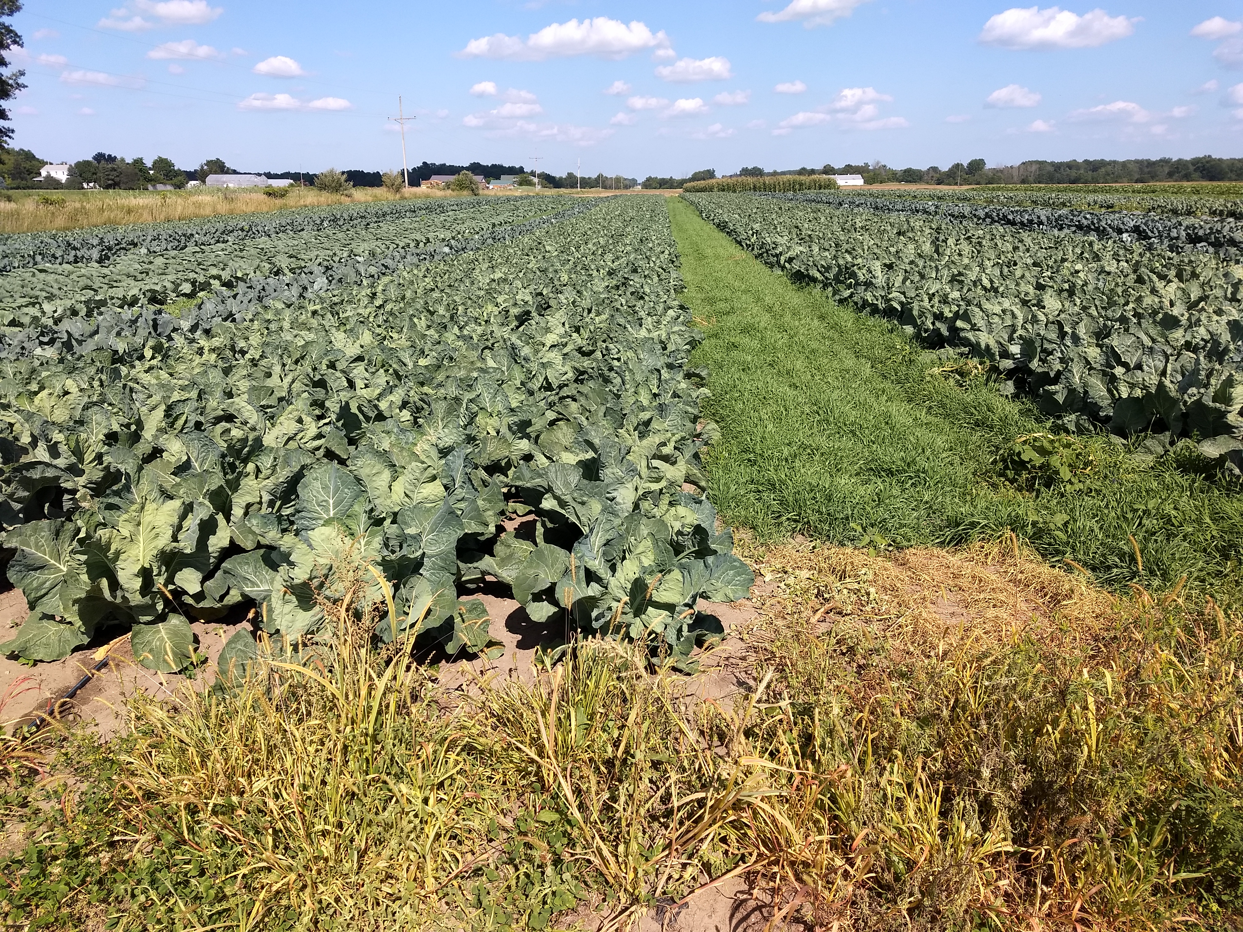 cauliflower and cabbage fields